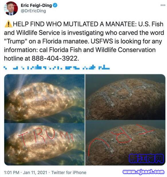 美国一海牛背上出现特朗普字样