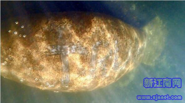 美国一海牛背上出现特朗普字样