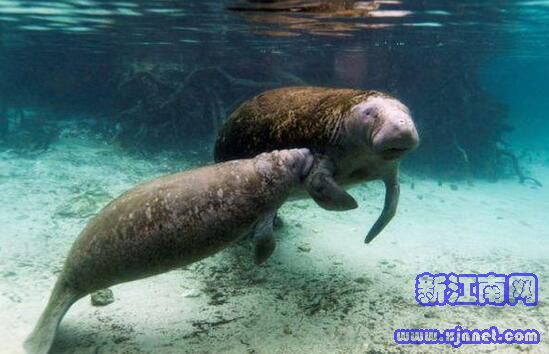 美国一海牛背上出现特朗普字样