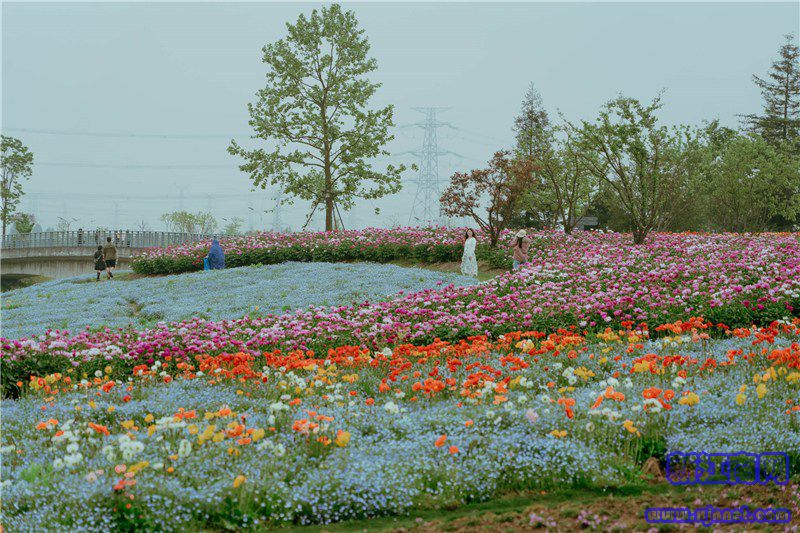 “花开盛世”展区 花海