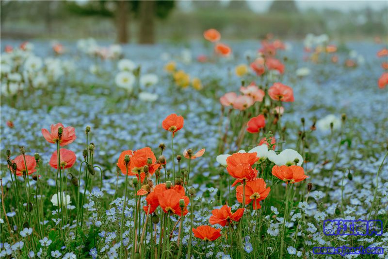 “花开盛世”展区 花海