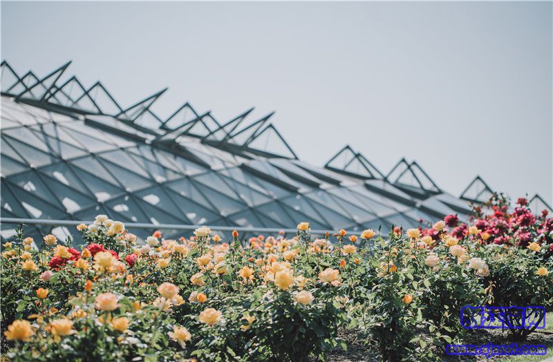 “生生不息”展区——空中月季园