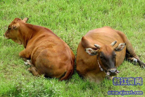 大江大河2百度云资源【1080p网盘】完整无删减链接已更新 大江大河2百度云资源【1080p网盘】完整无删减链接已更新